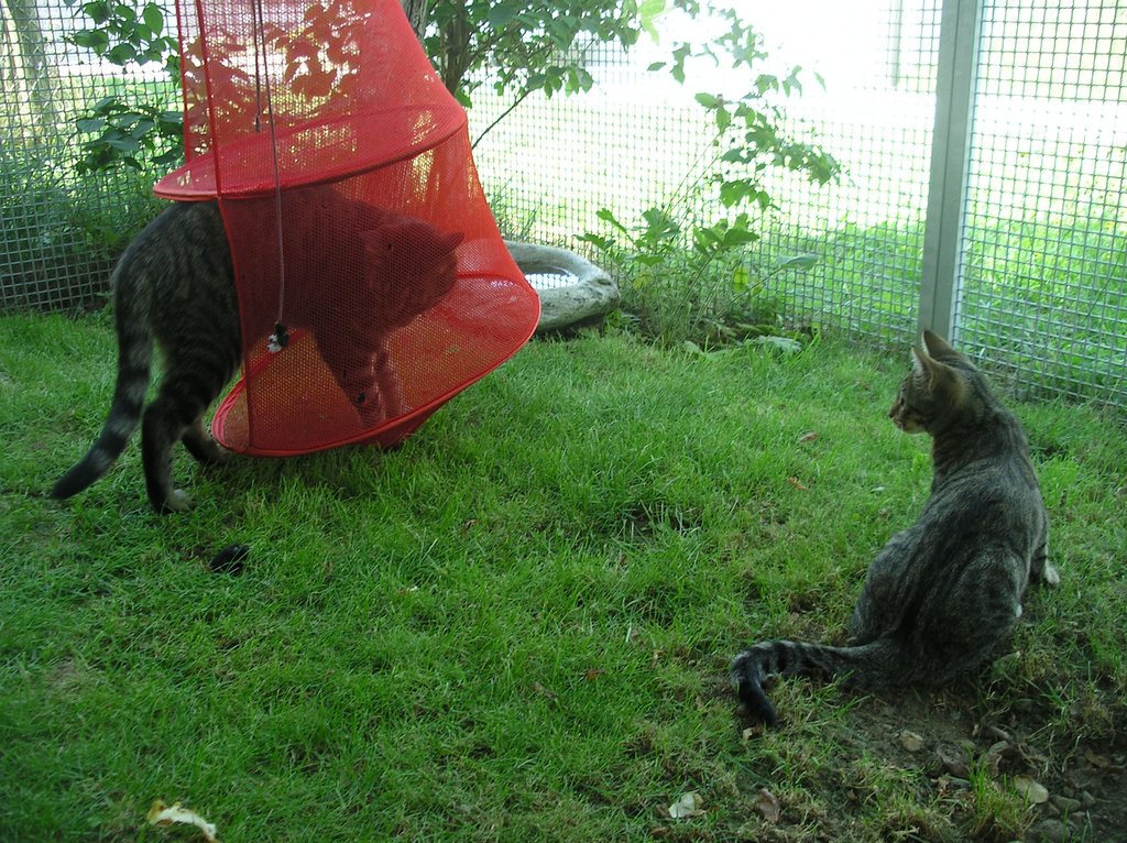 Katzenpension im Zürcher Weinland : Aussengehege,Katzenpension,Katzenheim,Katzenferien,Katzenhotel,Tierheim,Wyland,Ossingen,Winterthur,Frauenfeld,Schaffhausen,Stein am Rhein,Henggert,Neunforn,Wilen,Kanton,Zürich,Thurgau,Dachsen,Uhwiesen,Oerlingen,Andelfingen,Neftenbach,Flach,